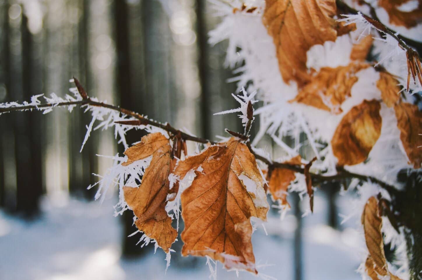 Icicles On Tree Branch