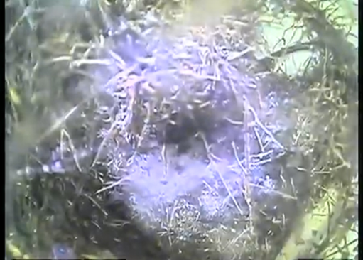 Common Causes of Sewer Line Blockages
